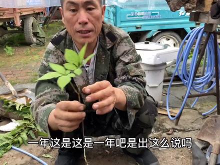 师傅今天挖了个野生人参,在行规里这叫开眼,预示着今年好运连连,能出大货了!