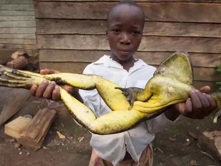 1米长的非洲巨蛙,竟然20块钱一只?现在被抓到濒临灭绝 #动物 #非洲巨蛙 #青蛙