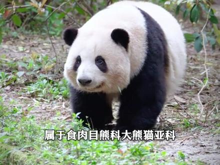 “这些你兄弟打得过吗合集版” #抖音精选 #科普 #神奇动物在抖音