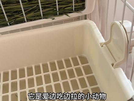 养兔子必看,兔兔如厕训练全攻略 快速试试吧,我们家的胖团儿到家不到一个星期就学会啦~#新手养兔子攻略 #创作者中心 #创作灵感 #科学养兔 #养兔人