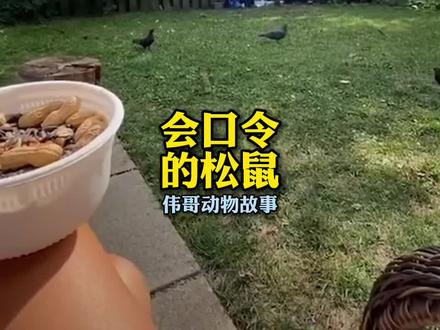 小松鼠居然像狗狗一样能听懂口令?#人与动物和谐共处 #萌宠 #花栗鼠