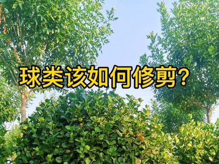 球类该如何修剪?欢迎大家留言讨论!#精品苗木 #苗木销售