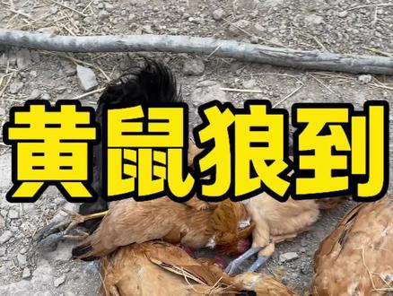 我没想到,比寒冬先到来的是黄鼠狼,一下子又损失了这么多鸡…#聂得亨的这一天 #真实生活分享计划 #农村散养土鸡 #记录真实生活