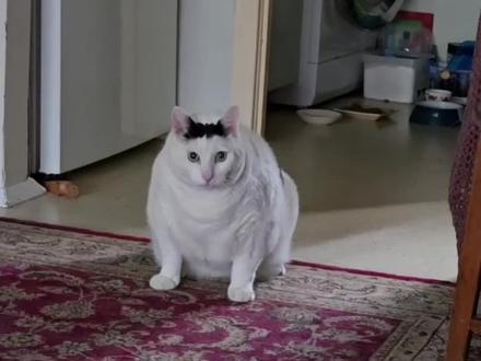 又饿啦,欲huh又止 #奶牛猫 #huh猫表情包 #bruh猫