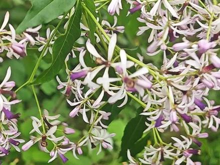 苦楝:本是树,却开着最温柔的紫梦 #植物科普 #苦楝树 #青年创作者成长计划 #草木异闻录 #苦楝
