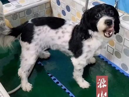 狗狗 挤肛门腺
#宠物洗护 #开心工作快乐生活