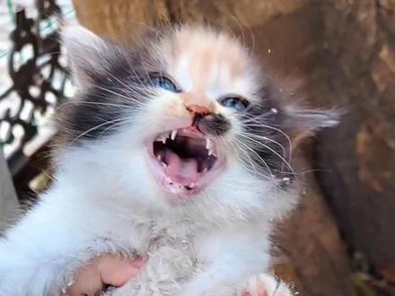 冷冷的天出来喂流浪猫,发现一窝小猫,没有犹豫,带走了一只~没想到是只“话痨喵”!#流浪猫救助 #小奶猫 #流浪猫 #幼猫 #三花猫