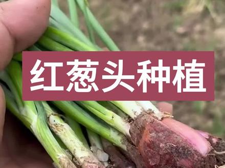 红葱头种植小技巧#阳台小院均可种植 #蔬菜种子 #种植小技巧 #阳台种菜 #葱头