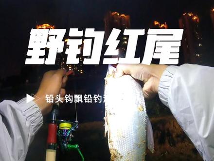 铅头钩飘红尾#路亚 #红尾#科迈龙秋木