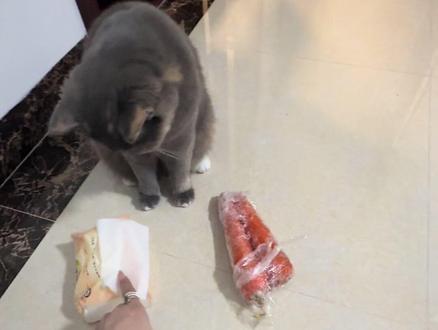 @超级无敌大开门 终于知道大笨猫的含金量了 #萝卜纸巾 #超级无敌大开门 #三花猫 #萌宠认物挑战 #一夜之间萌宠都认识了萝卜