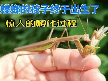 螳螂的孩子终于出生了,惊人的孵化过程,但想象不到的事情发生了#螳螂 #螳螂孵化 #兰花螳螂 #杰克螳螂