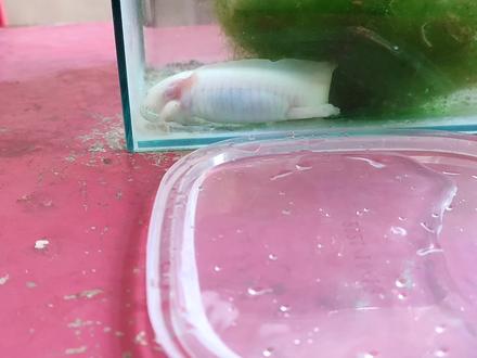 小白龙的残肢腐烂了,给它做了截肢手术。不过它还会重新长出来的 #六角恐龙 #养鱼日记 #鱼缸里的大自然 #奇妙的动物