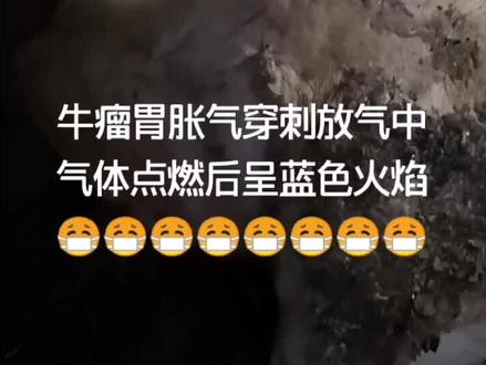 牛瘤胃胀气穿刺放气中气体点燃后呈蓝色火焰😷😷😷😷😷😷