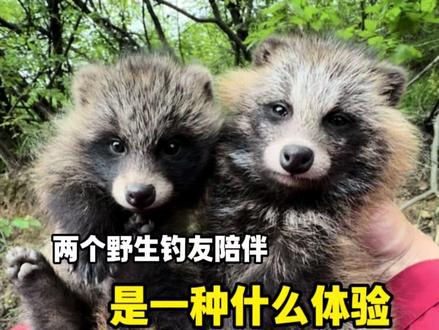 森林里出来两只小熊 #钓鱼的乐趣只有钓鱼人懂 #野钓 #野生动物零距离 #创威非凡大师二代全能鱼竿 #化氏大红鲫