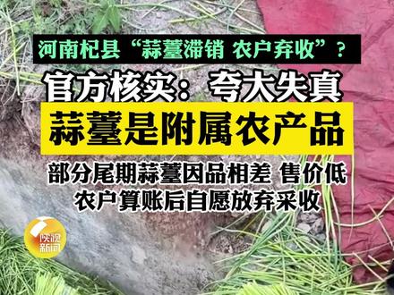 河南杞县“蒜薹滞销、农户弃收”?官方核实:夸大失真!蒜薹是附属农产品,部分尾期蒜薹因品相差、售价低,农户算账后自愿放弃采收