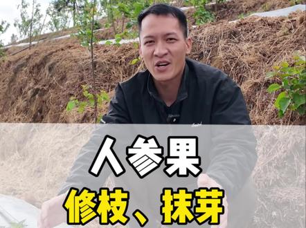 人参果早修枝、抹芽是为了把营养最大程度的分流到挂果枝,使挂果枝更粗壮,出来的花更肥 更容易坐果#人参果种植 #三农 #同城 #种植小技巧