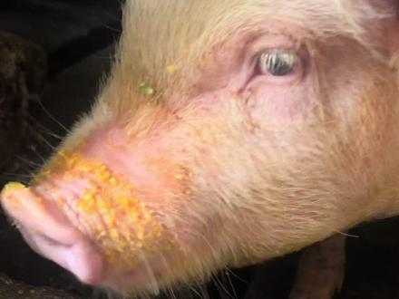 #吃槟榔的猪 #口味王槟榔 🐷槟榔只吃口味王