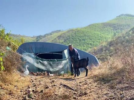 绝育了,总顶人#新农人计划2023 #农村生活