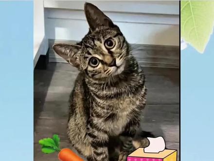 萝卜纸巾,真棒,大笨猫又在蒙答案了#萝卜纸巾猫咪模仿挑战 #记录猫咪日常 #剪映 #萌宠出道计划