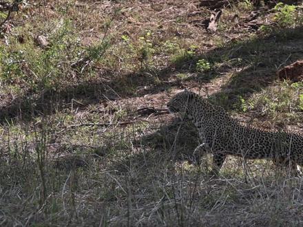母豹体型虽小,但它锁住咽喉不松口,成功杀死了健硕的雄性黑斑羚