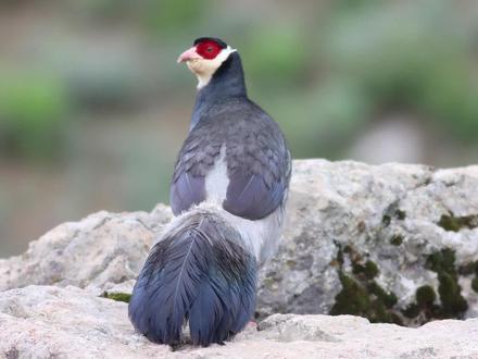 雄色寺的藏马鸡 雄色寺,位于西藏自治区拉萨市曲水县。雄色寺也是观赏野生藏马鸡最理想的去处。雄色寺海拔4200米左右。这里不仅因为是西藏最大的尼姑寺而知名,同时寺院周围大量可亲近的鸟类也是雄色寺出名的另一大原因。清晨,一群国家二级保护动物藏马鸡在寺院周围踱步,吃着僧侣抛洒的谷物和青稞,一副怡然自得的样子。由于藏传佛教的生态观念和信仰影响,雄色寺的藏马鸡长期和这里僧侣和谐相处,身上佛性显现,并不像其他地方的藏马鸡一样惧怕人类。它们任性地在你脚边奔跑,甚至来到你身边,它用那纯洁的眼神,歪着脑袋调皮地打量你,似乎在问,老大,有没有带好吃的东西?红红的鸡爪,漂亮的羽毛,跑起来异常显眼,由于太近,我试图用手抚摸一下它的脑袋,它迅速啄我一下,表示不可以!见状我赶紧掏块面包讨好它,它才开心地喊老婆过来共享。#好书大晒 #探寻好生活的百种温度