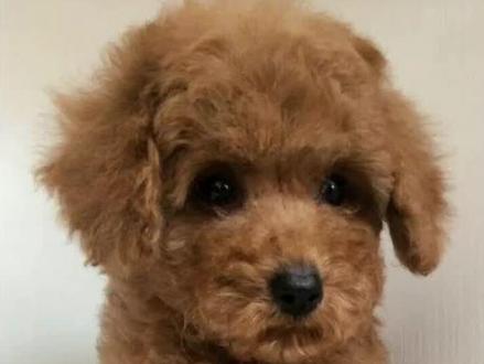 #萌宠进食记 #狗狗 #汪星人 犬佝偻病。小狗还是比较好治的。