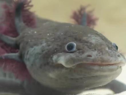 实验室功臣野外濒危,你觉得该怎么救美西螈? #动物科普 #美西螈 #六角恐龙