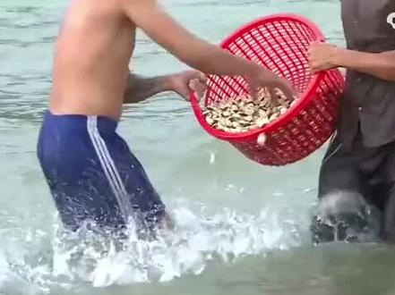 养殖蛤蜊的生活可能相对单调,每天与大海为伴。蛤蜊是一种底栖生物,它们生活在海底的沙滩或泥沙中。养殖蛤蜊的过程主要包括选址、搭建养殖池、提供适宜的水质和食物等。
在养殖过程中,蛤蜊需要适宜的生存环境和水质,以及合适的底质。它们通过过滤水中的浮游生物和有机碎屑来获取食物。因此,它们的日常生活主要是在养殖池中与海水为伴,等待食物的到来。
尽管蛤蜊的生活相对单调,但养殖蛤蜊也有其重要的经济和生态价值。蛤蜊是一种常见的食用贝类,被广泛用于烹饪和餐饮业。此外,蛤蜊还具有过滤水质、净化海洋环境的作用,对维护海洋生态平衡具有重要意义。