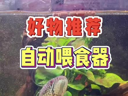 只喜欢看鱼不喜欢喂鱼的朋友,这就是福音啊#老渔匠 #养鱼人 #水族