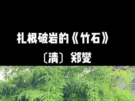 扎#根 破岩,咬定青山的《竹石》
〔清〕郑燮