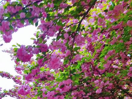 快来和花神来个偶遇吧 #确定不来西安看樱花吗