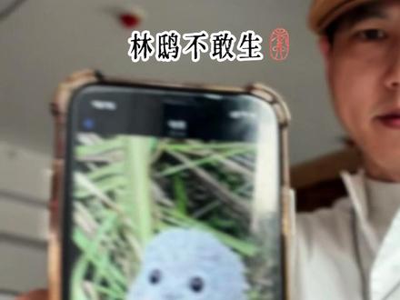 条件差不敢生的林鸱 木窄鸟只育一雏,心安人方肯添丁。一小一大两只鸟#国画也抖音 #写意花鸟 #百young非遗计划 #灵魂画师 #创意