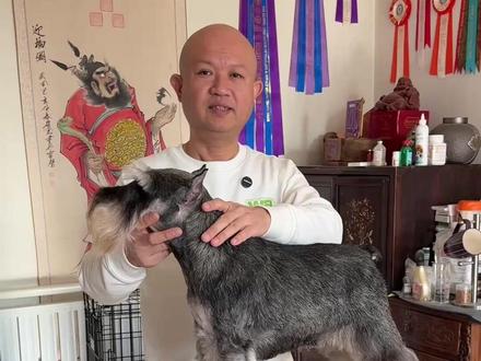 我是怎么看待霍思燕女士布鲁塞尔犬舍获奖的 #霍思燕 #布鲁塞尔 #犬展 #犬展比赛 #霍思燕爱犬