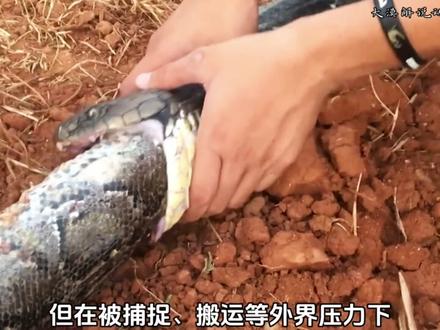 眼镜王蛇刚吞下蟒蛇又被迫吐出来。 #动物世界 #神奇动物在抖音 #眼镜王蛇 #蟒蛇 #动物科普