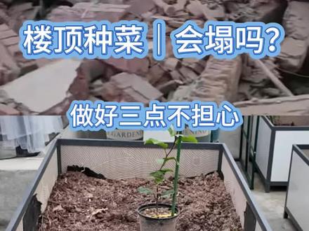 楼顶种菜怕压塌?分享我的3个安全做法 自从弄了楼顶菜园,总被问安全问题。
作为两个孩子的妈妈,安全我真的很在意。
分享我的承重思路,希望能帮到同样想楼顶种菜的你。
#楼顶种菜 #楼顶菜园 #家庭种菜 #阳台种植 #露台种菜