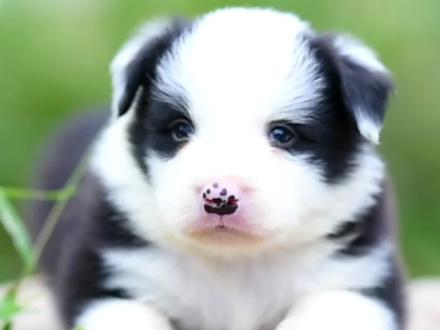 什么断脖黑头耳朵挂白不好的听过吧?是不好有问题?真相在这里!#边境牧羊犬 #狗狗 #萌宠 #狗 #幼犬 #边牧幼犬 #家有萌宠 #青岛边牧 #青岛边境牧羊犬 #青岛犬舍