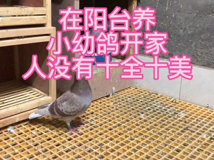 在阳台养鸽子,建议等小幼鸽稍微大一点,在开家,人没有十全十美 #泓延信鸽 #小幼鸽 #幼鸽开家 #正能量