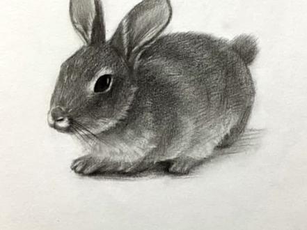 素描兔子的详细教程来啦!
兔年当然离不开兔子啦~#兔子 #零基础学画画 #兔子画法 #跟着抖音学画画 #一学就会系列