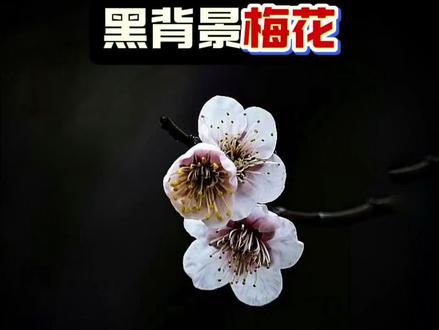 华为如何拍黑背景梅花照#拍花技巧 #梅花 #手机摄影 #华为手机拍照技巧 #拍照技巧