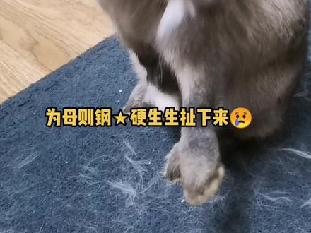 兔子怀孕有什么征兆?兔子快生产了,就会大量咬毛,兔子咬毛的第二天,它会含在嘴里,然后叼回窝里,做好保暖措施#兔子