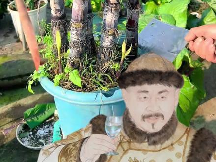 想要不花钱的甘蔗盆栽?手把手教你#种植小技巧 #AI #甘蔗