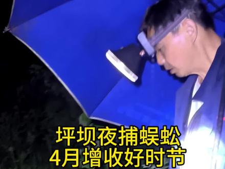 4月27日湖北坪坝乡间🌙又等到一年的蜈蚣聚会 天黑,带上头灯、火钳、小桶,
钻进田埂、草丛、乱石堆,
手电一扫,蜈蚣在夜里泛着微光,
一条、两条…都是大自然的馈赠,
也是贴补家用的小收入。
不偷不抢,靠双手劳作,
这就是最真实的乡野生活,
平凡,却踏实!#乡野拾光 #大自然的馈赠 #捡蜈蚣 #农村生活现实记 #坪坝镇