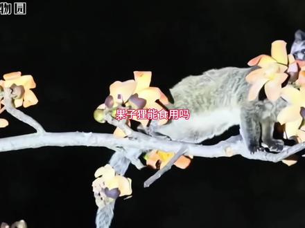 动物科普 果子狸能食用吗?#动物科普 #果子狸