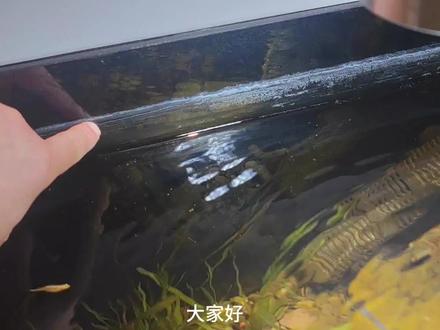 鱼缸清理小妙招,“醋”的清理效果,不但杀菌还分解水垢#如何清洗鱼缸 #鱼缸里的大自然 #新手养鱼