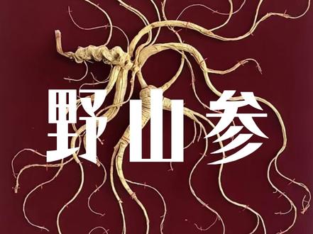 野山参和野生人参,根本不是一回事 #人参 #人参文化 #长白山人参 #山尊参业