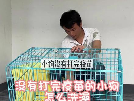 你家小奶狗身上味道大吗?辣眼睛吗?免洗泡沫慕斯帮你解决问题。#科学养宠攻略 #新手养狗 #科学喂养 #养狗小知识 #宠物知识小课堂