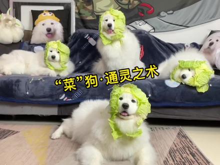 如何获得一只菜狗(千万别轻易尝试)#萌宠 #萌宠出道计划 #狗狗 #大变菜狗