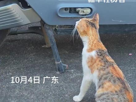 咪:这谁?怎么长这样啊 一只猫咪在电动车旁,打量镜子里的自己#快看萌宠