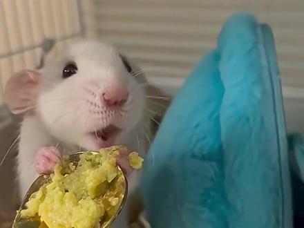 没有毛的动物样貌,真是一个天一个地! #反差#有趣#动物科普