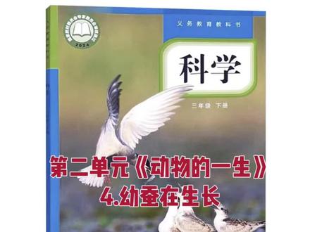 三下科学实验视频 #加入创作者中心 教科版科学三年级下册第二单元《动物的一生》第4课幼蚕在生长